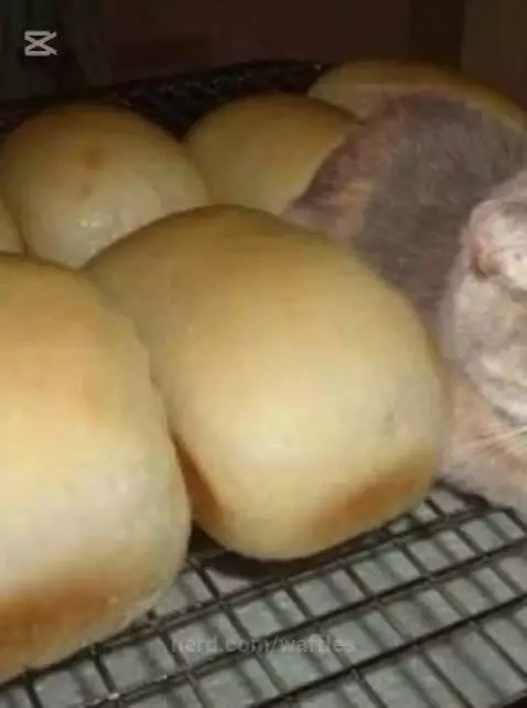 Cats by waffles