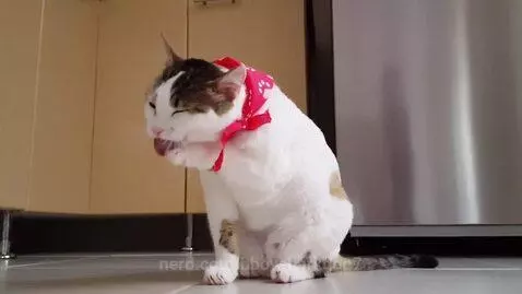 bboysharkdog7 post preview