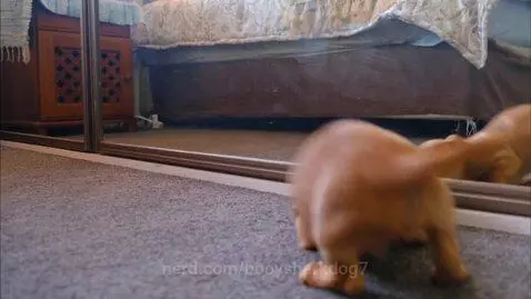 bboysharkdog7