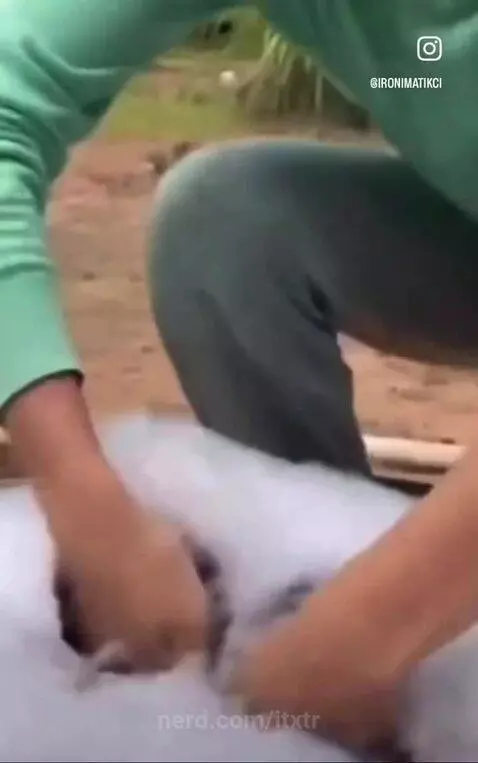 monkey, funny, lol by itxtr