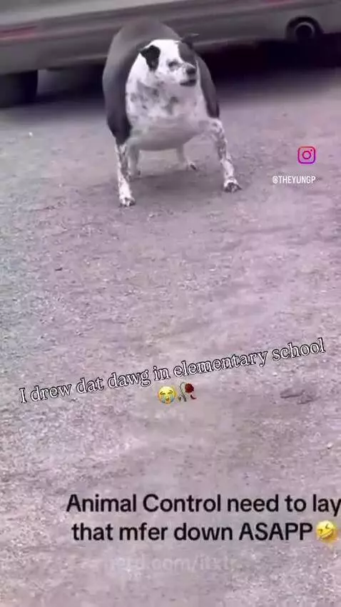 dog, funny, meme by itxtr