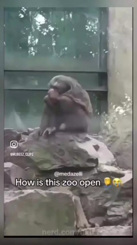 animals, zoo, funny by itxtr