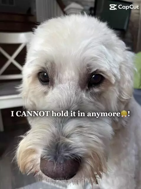 idk its kinda random by snoopyyyyyy