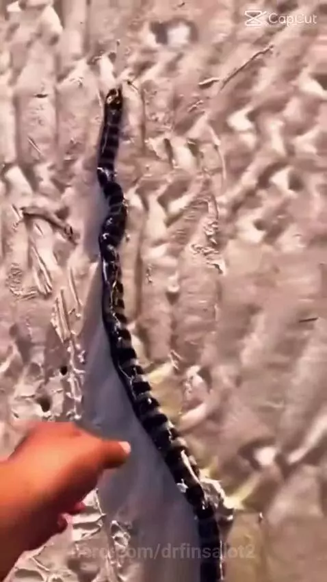 Yo what by drfinsalot2