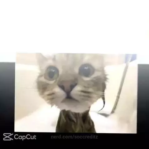 kitteh, wake, up by soccreditz