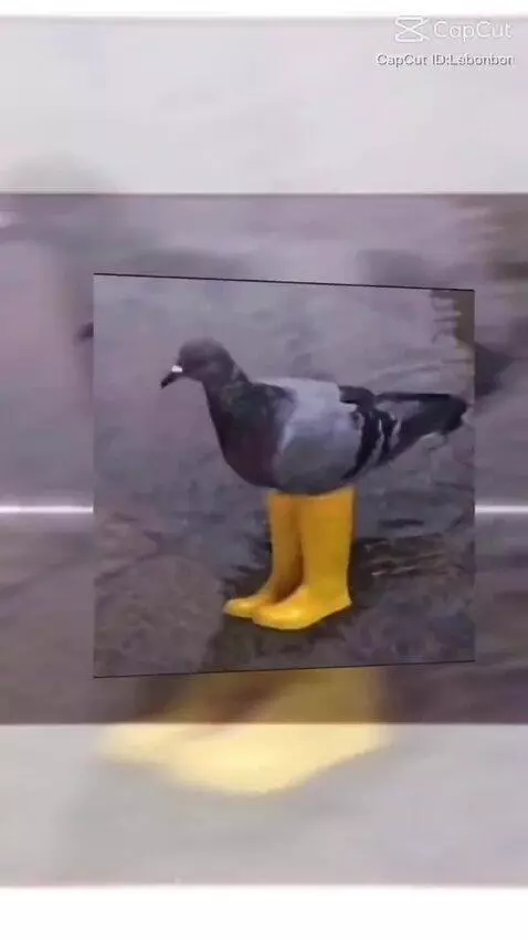 sigma, pigeon by soccreditz