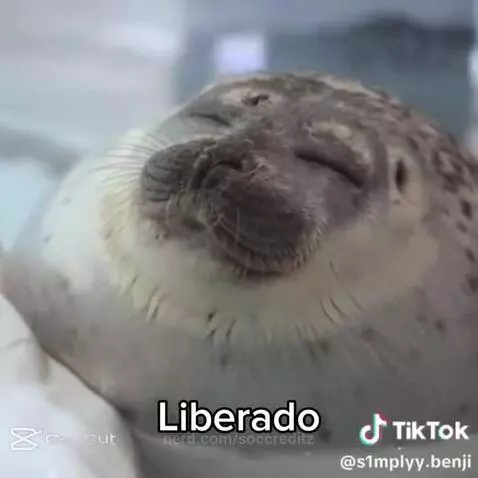 soccreditz