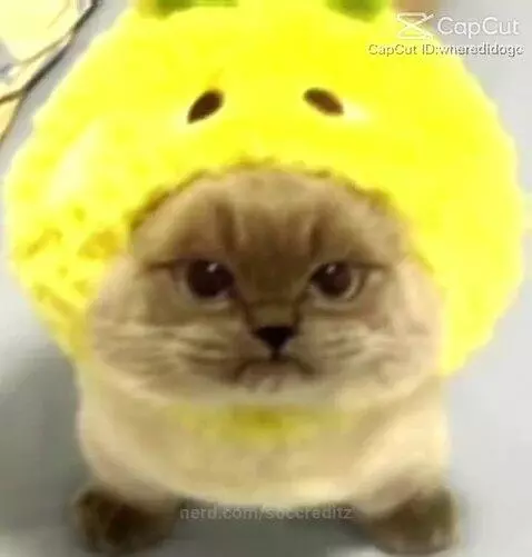 kitteh, cute, ducky by soccreditz
