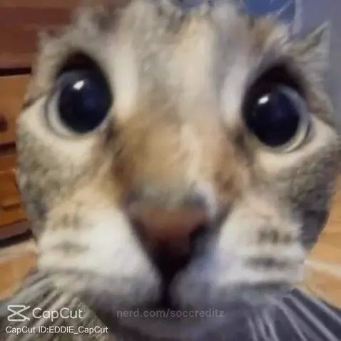 thug, funny, animals by soccreditz