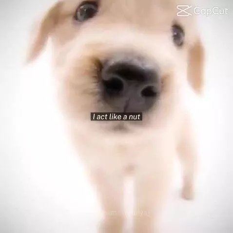 🤍cute doggies<3 by 1nonlyaj