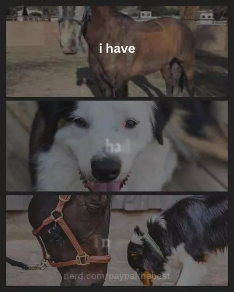 ilovehorsesanddogs, mounteymyhorse, mydogchasepassedaway by paypalthebest