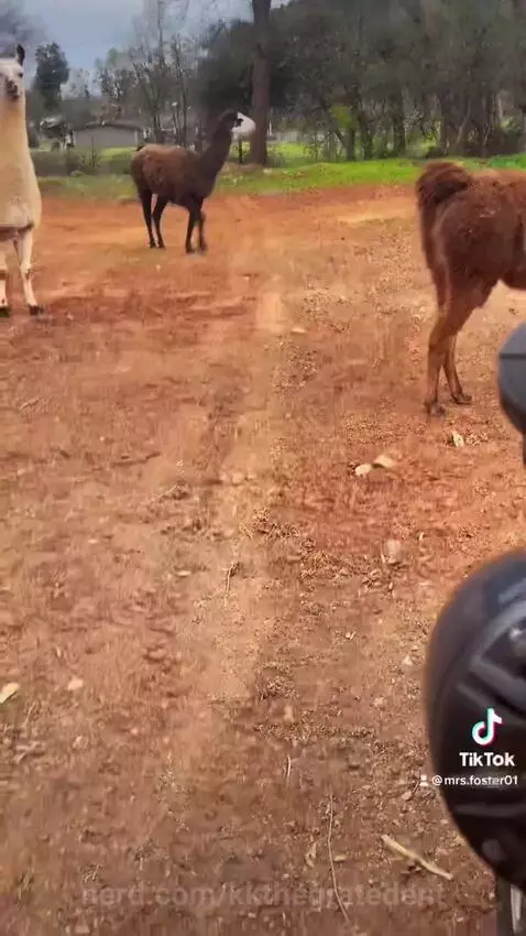 Lama by kkthegratedent