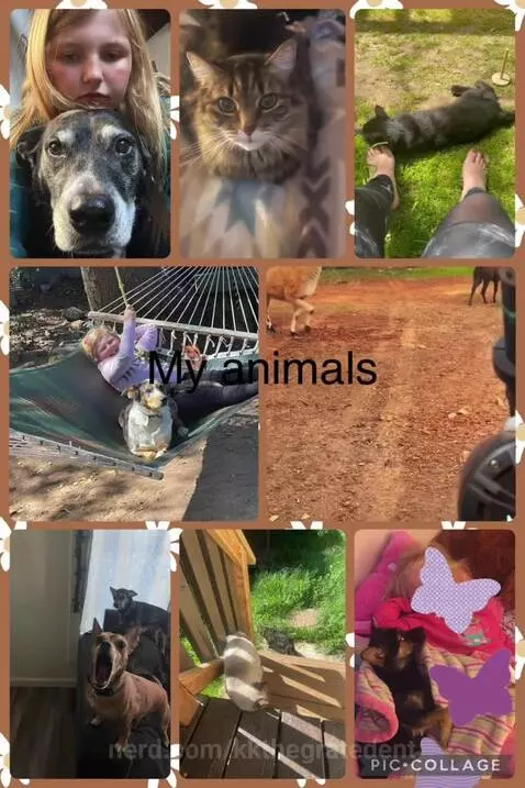 Animals by kkthegratedent