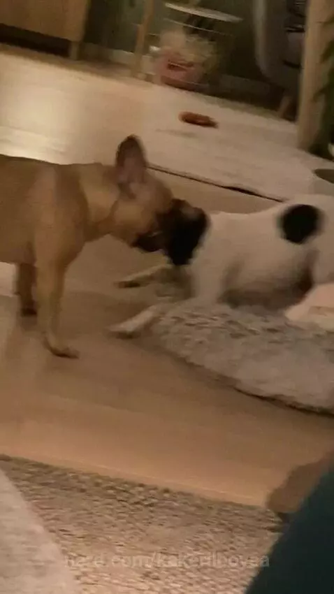 Video by kakerilboysa