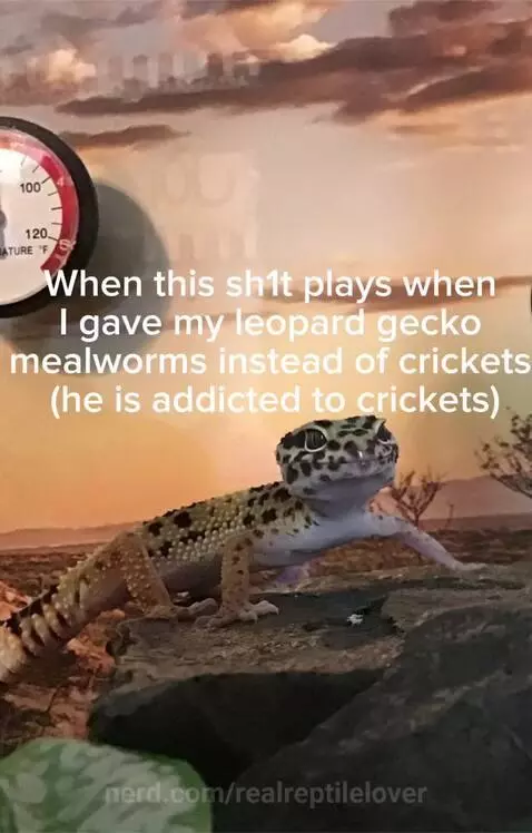 I am back by realreptilelover