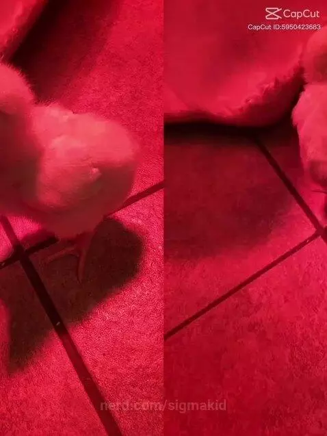 CHIKN’ BOOTIESSS by sigmakid