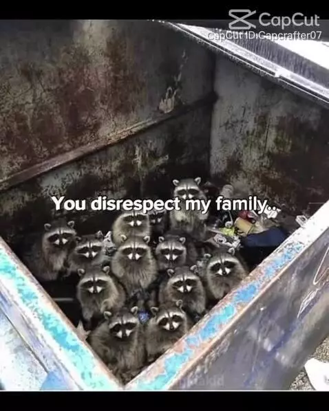 U disrespect the raccoonsa family by sigmakid