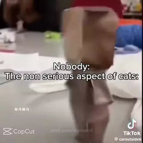 Cats .-. by sigmakid