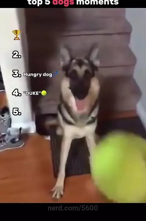 I wish i had a dog by 5600