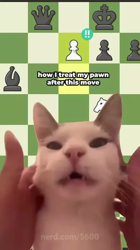 cat, chess by 5600