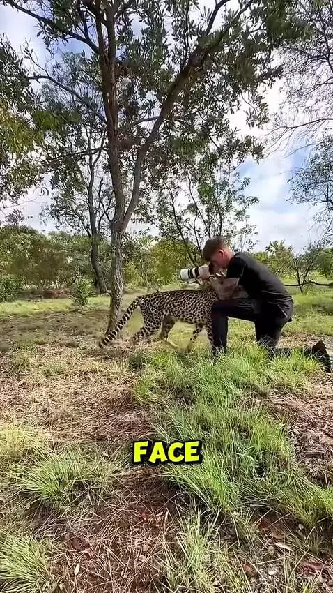 why cheetah does attack humans? by 5600