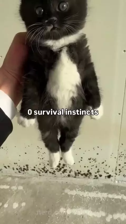 cats, cat, meme by 5600