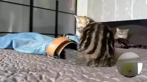 CUTECATSSSSS #followandlikeplsss by catkid