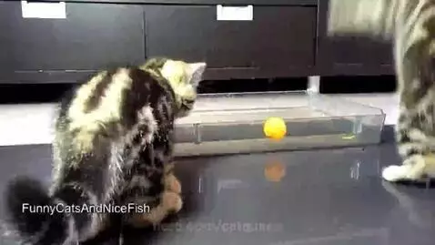 FUNNY CATS!!!! #funnyandcutiessss by catqueen