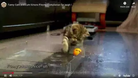 Kittens!!!! #LIKEANDFOLLOW help these cuties out! by catqueen