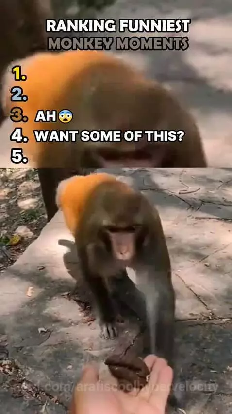 Ranking Best Monkey Moments by arafiscoolhypervelocity