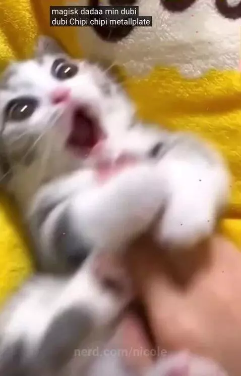 Chipi chipi chapa chapa by nicole