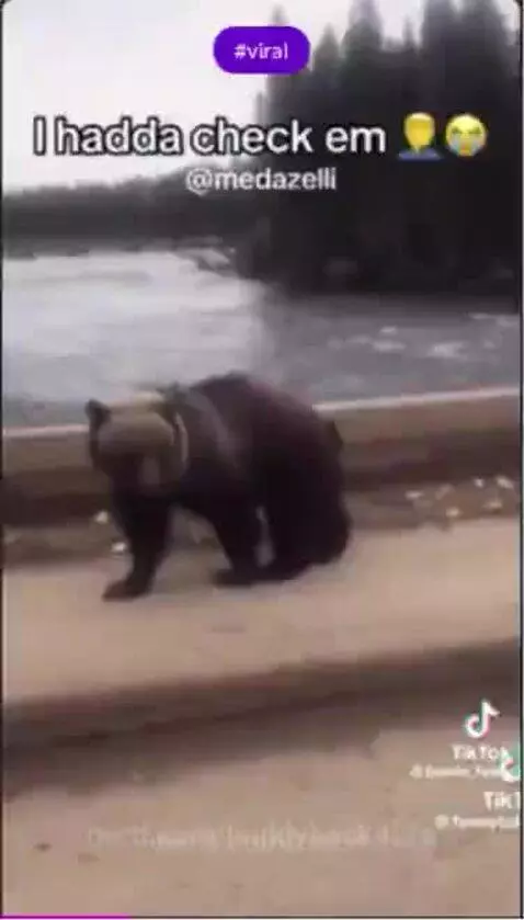 what the panda doing by buddyback4life