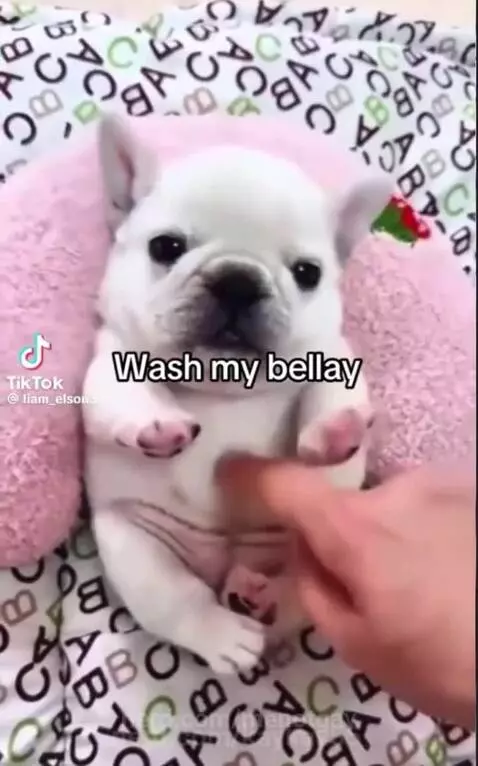 I am pibble wash my belly by menotgay