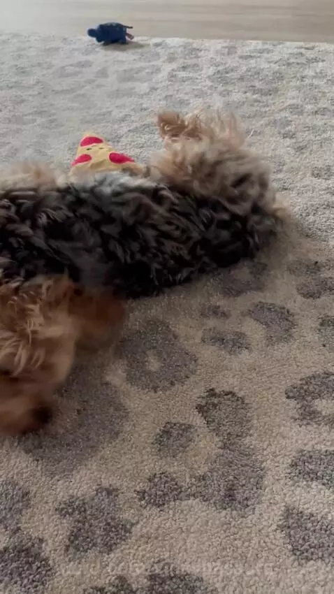 Video by vinnyhasaura