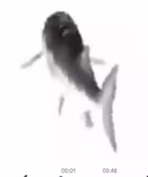 spin fish by springtrap