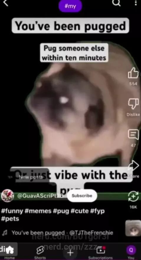 cute pug belly by zzz