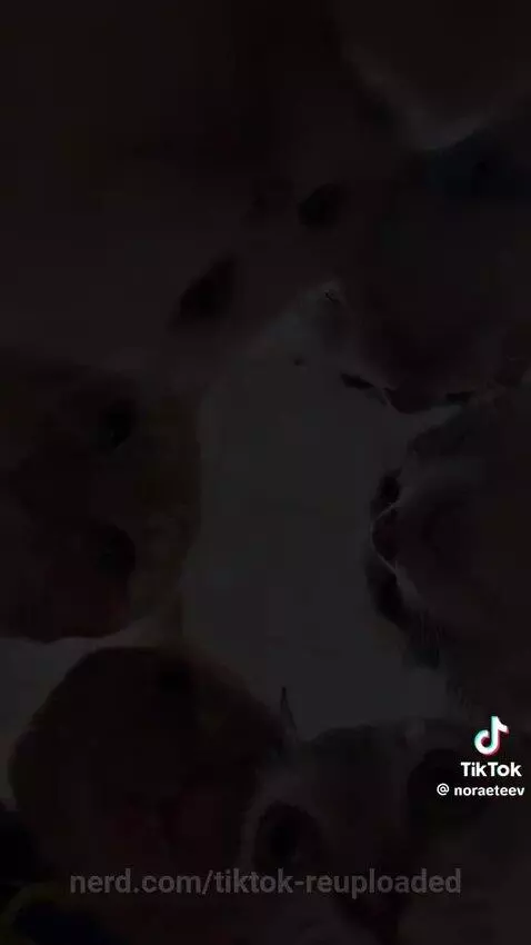 tiktok by tiktok-reuploaded