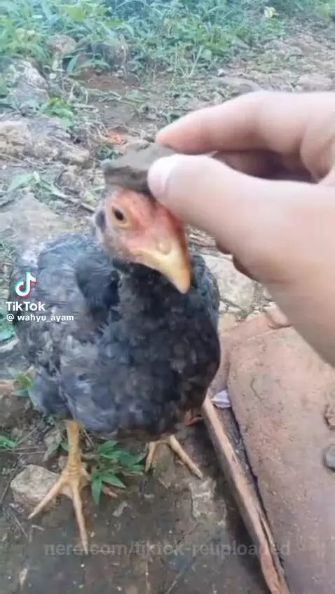 tiktok by tiktok-reuploaded