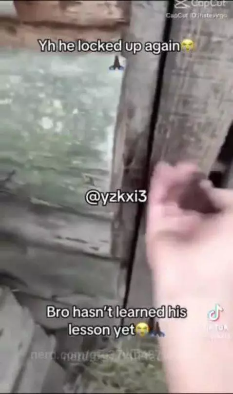 licking goat by gfg37vfb4873hbfn4