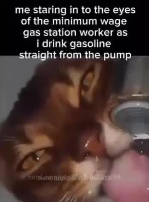 cat by gfg37vfb4873hbfn4