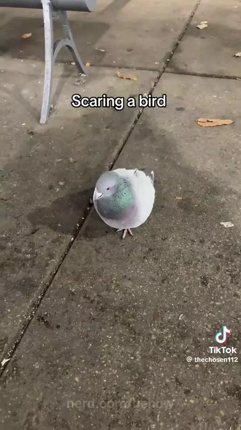 Scaring a bird... But different. by behow