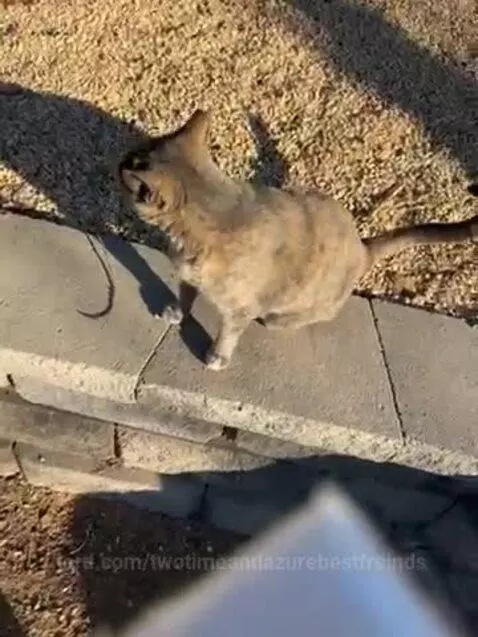 This is my cat outdoor cat by twotimeandazurebestfreinds