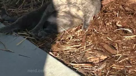 Guys there is a homeless dude in my bush or I think it’s a c... by twotimeandazurebestfreinds