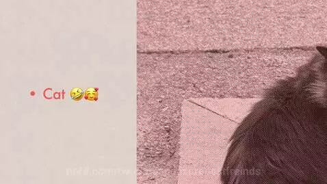 I love cat by twotimeandazurebestfreinds