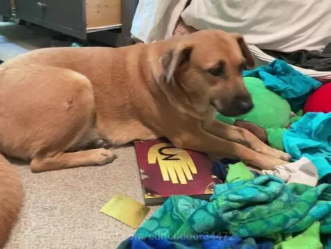 Cute pet pics and vids! by editeddoor34472