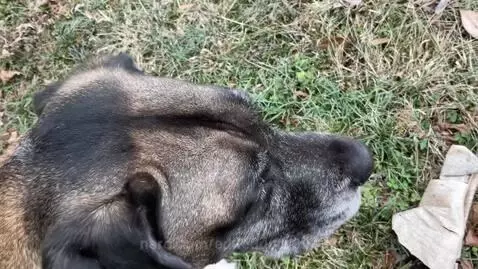 Video by editeddoor34472