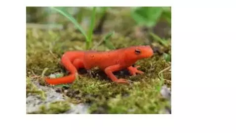 newts by rex