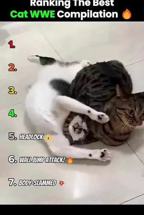 ranking the best cat WWE compilation by coolnoob