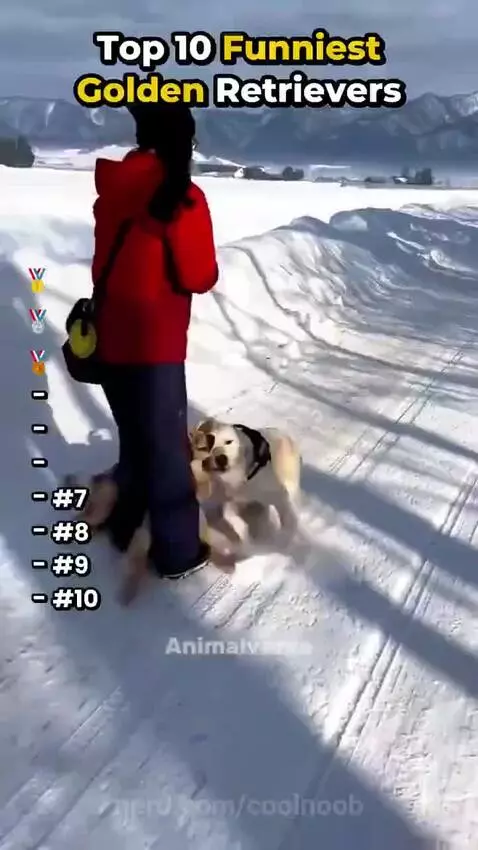 top 10 Golden retrievers moments by coolnoob