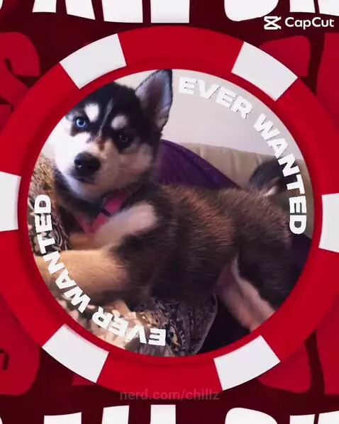 Dog Edit(I tried) by chillz